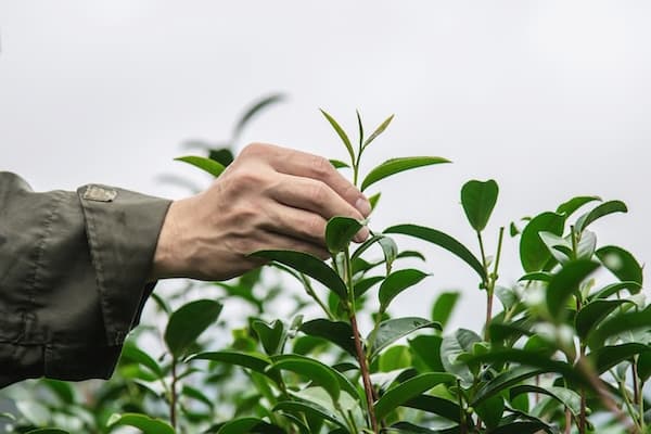 tea harvesting
